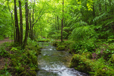 Scenic view of forest