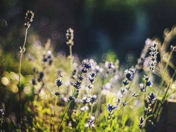 Close-up of purple flowering plants on field