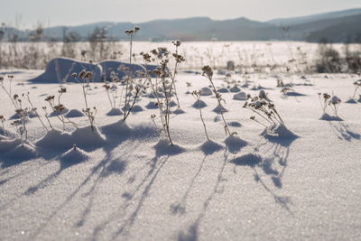 Dry grass grows on the shore of a frozen lake covered with snow in the kuznetsk alatau.