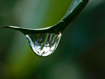 Close-up of water drops on plant