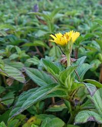 Close-up of yellow flower