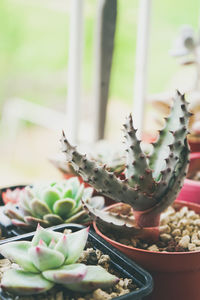 Close-up of potted plant