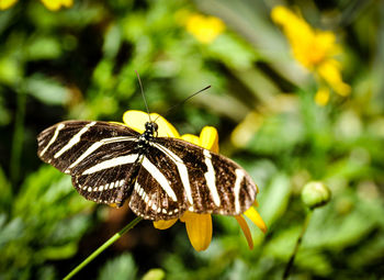 Close-up of butterfly on flower