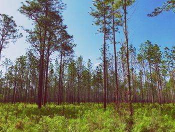 Trees growing on field against sky