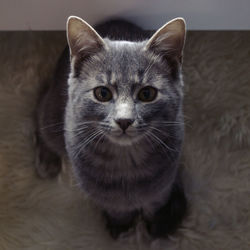 Close-up portrait of cat at home