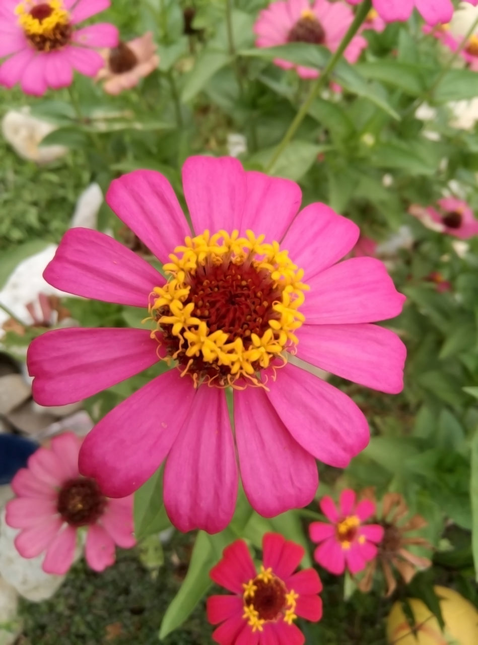 flower, flowering plant, plant, freshness, beauty in nature, flower head, petal, garden cosmos, fragility, inflorescence, growth, close-up, pink, pollen, nature, focus on foreground, no people, day, outdoors, yellow, zinnia, high angle view