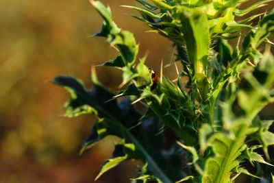 Close-up of fresh green plant