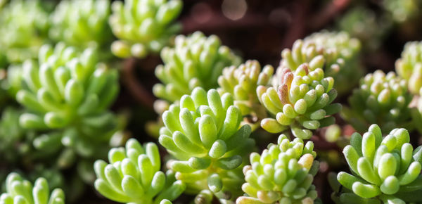 Full frame shot of succulent plants