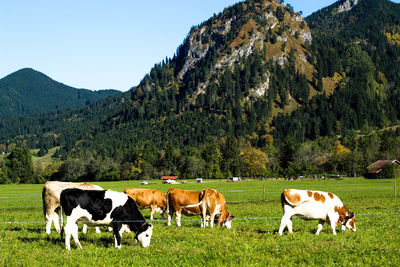 Horses grazing on grassy field against clear blue sky