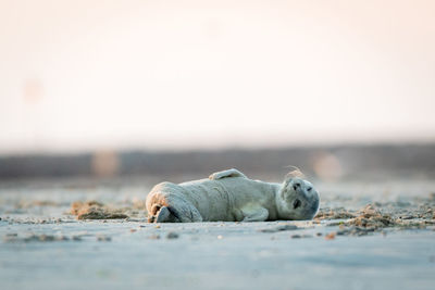 Seal lying on sand at beach against clear sky during sunset