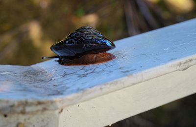 Close-up of a slug