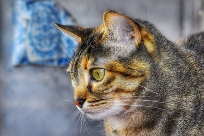 Close-up of a cat looking away