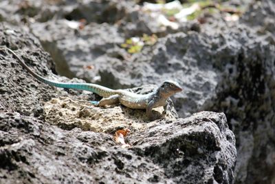 Close-up of lizard on rock