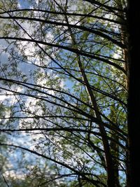 Low angle view of trees against sky