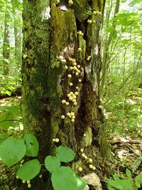 Close-up of moss growing on tree trunk