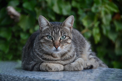 Close-up portrait of tabby cat outdoors