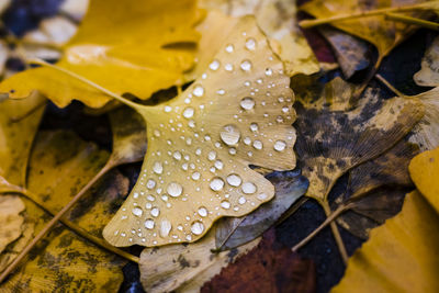 Close-up of raindrops on maple leaves