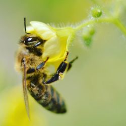 Close-up of honey bee on leaf