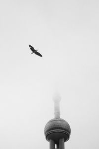 Low angle view of bird flying against clear sky