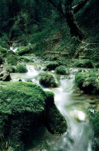 Scenic view of river flowing in forest