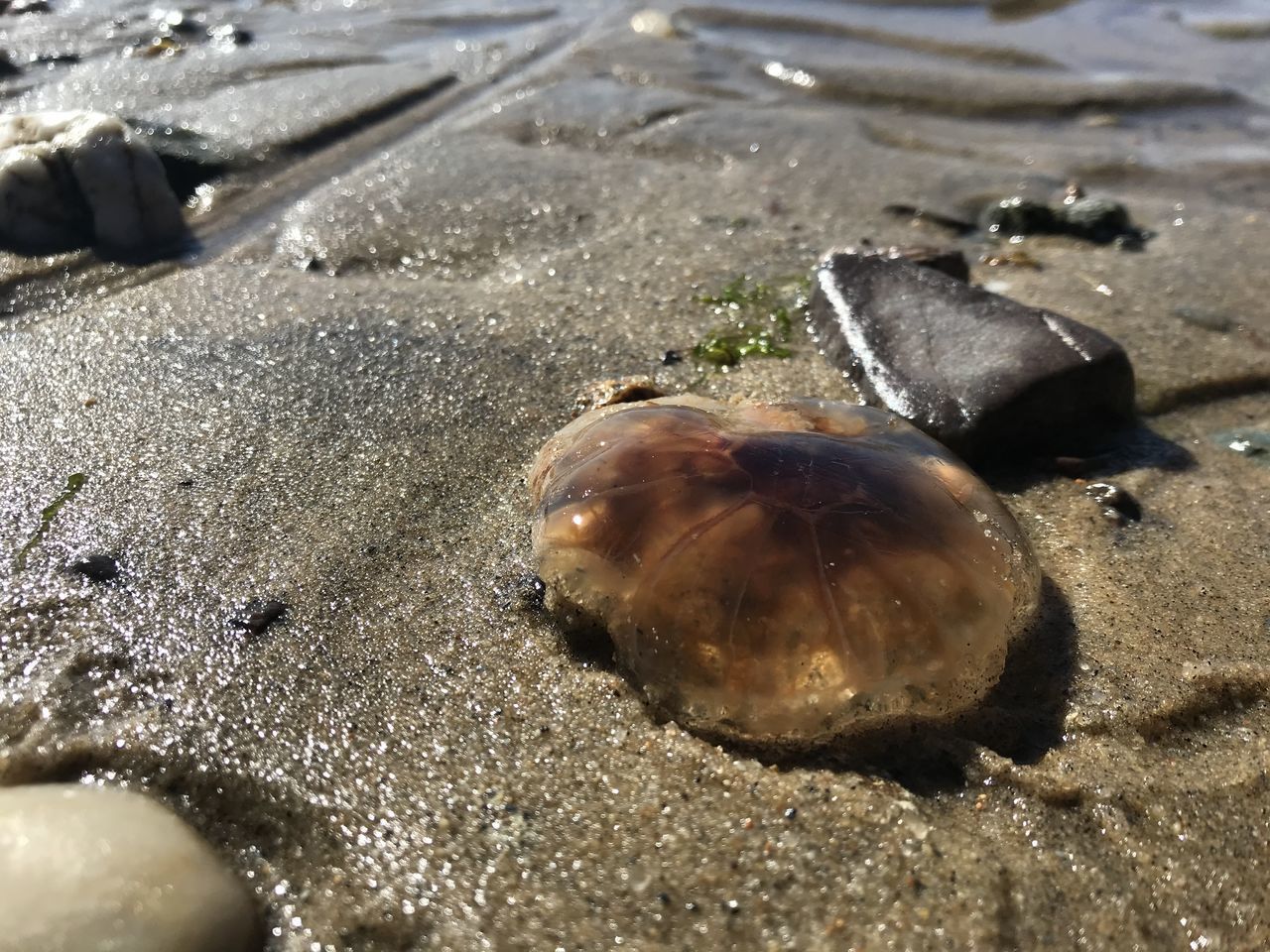 CLOSE-UP OF SHELL ON SAND