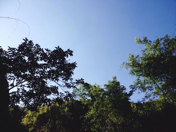 Low angle view of trees against clear sky