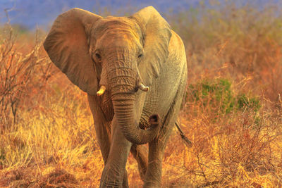 Elephant walking on field