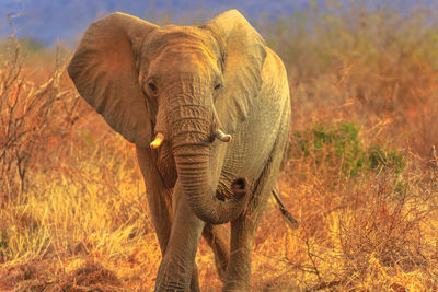 Elephant walking on field