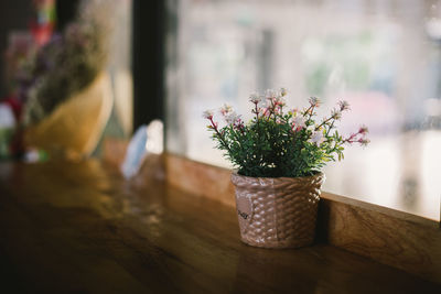View of potted plant on table by window