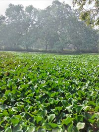 Plants growing on field