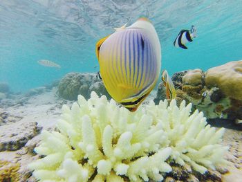 Close-up of fish in sea