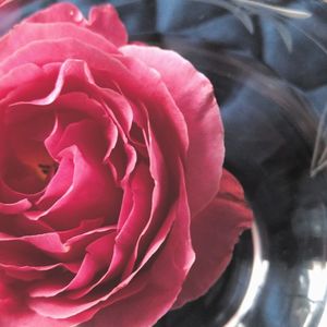 Close-up of pink rose