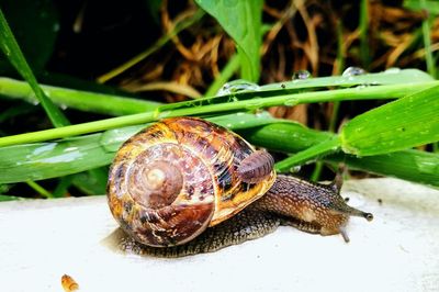 Close-up of snail