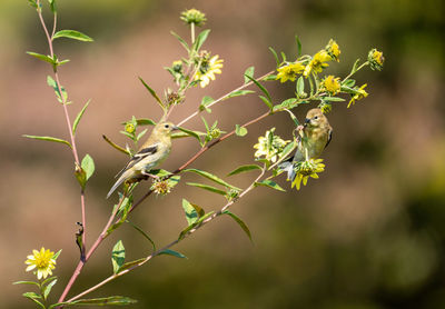 Close-up of plant