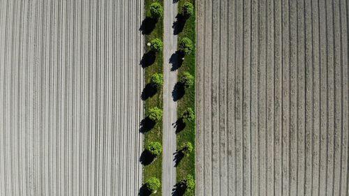 Aerial view of plants on field