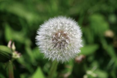 Close-up of dandelion