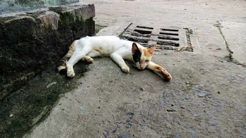 Cat lying on walkway
