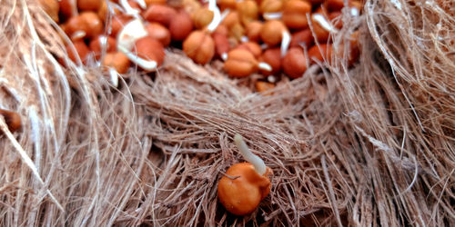 High angle view of orange eggs in nest