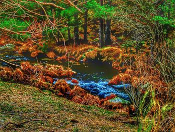 Scenic view of lake in forest