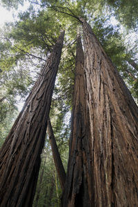 Low angle view of trees in forest