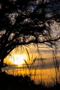 Silhouette trees against sky during sunset