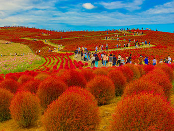 Scenic view of red flowers on landscape against sky