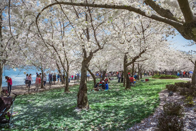 View of people in flower tree