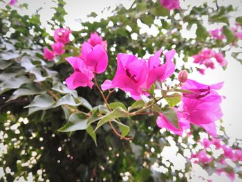 Close-up of pink flowers