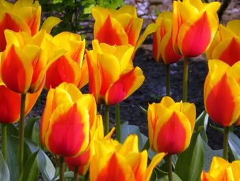 Close-up of red tulips