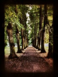 Footpath leading towards trees