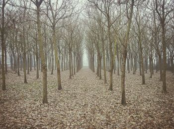 Trees in forest during autumn