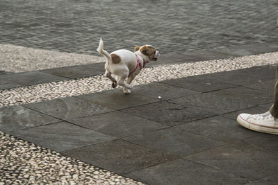 Dog running on sidewalk