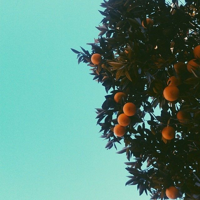 low angle view, clear sky, fruit, tree, blue, branch, food and drink, food, leaf, freshness, growth, hanging, nature, copy space, no people, healthy eating, outdoors, day, sunlight, sky
