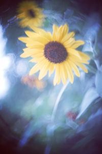 Close-up of fresh sunflower blooming outdoors